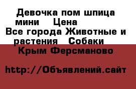 Девочка пом шпица мини  › Цена ­ 30 000 - Все города Животные и растения » Собаки   . Крым,Ферсманово